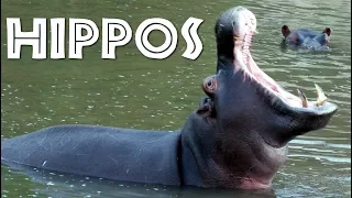 All About Hippos for Kids: Hippopotamus for Children - FreeSchool