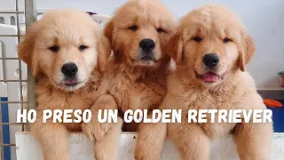 Ho realizzato un sogno,ho preso un Golden Retriever