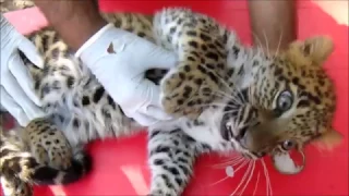 4 Month Old Leopard Cub Finds A New Home At MLRC
