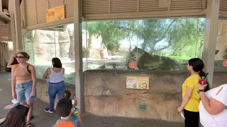 The Lion Exhibit at San Diego Zoo