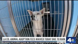 LA Co. animal adoption fees waived due to rain