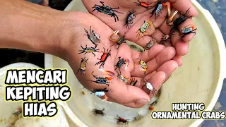 berburu kepiting hias warna warni di selokan