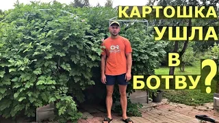 Почему у КАРТОШКИ ГИГАНТСКАЯ ботва?