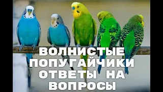 ВОЛНИСТЫЕ ПОПУГАЙЧИКИ. Ответы на Вопросы. УХОД и СОДЕРЖАНИЕ, почему так.