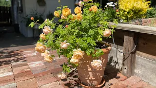 How I “feed” my roses in containers// Fertilizing potted roses