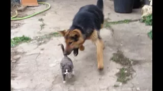 Собака "разрывает" Кошку.. | The dog "pulls" the cat. | 狗咬貓.