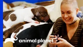 Eggo The Chihuahua Gives Birth To 8 Beautiful Puppies! | Amanda To The Rescue