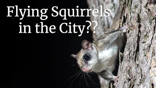 How to find Flying Squirrels in the City - Learning Nature's Language