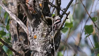 Raniuszek - budowa gniazda Long-tailed Tit build a nest,