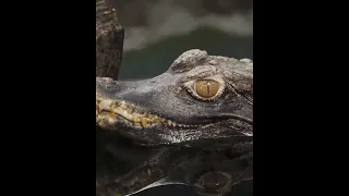 Animals of Amazon | Wild Animals | Crocodiles #shorts #ytshorts #short #trending @naturelifepro