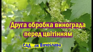 Обробка винограда перед цвітінням. Як визначити початок цвітіння...