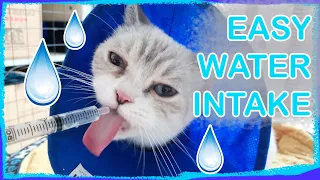 How to Hydrate a Cat at Home (Not for emergencies / vet substitute)