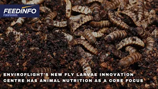 EnviroFlight’s New Black Soldier Fly Larvae Innovation Centre Has Animal Nutrition as a Core Focus