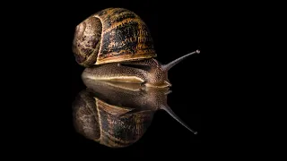 How to photograph a snail - Wildlife Photography