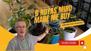 6 Hoyas Miro Made Me Buy...And 1 He Despises!