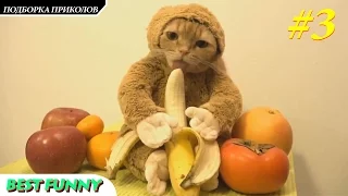 ЛУЧШИЕ ПРИКОЛЫ Август #3 Best Funny videos compilations - August _ by Vasiakollaider