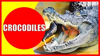 CROCODILES FOR KIDS - Interesting Crocodile Facts for Children, Kindergarten and Preschoolers