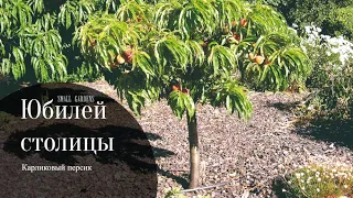 Колоновидный персик Юбилей столицы | Россия | Shorts | @Hortus Eden