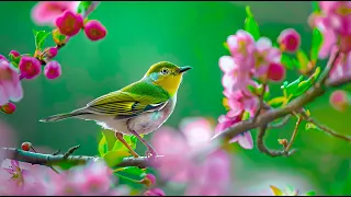 Beautiful Birdsong - Soothing Piano for Relaxation - Music to Melt Away Stress and Inspire