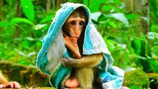 Poor Abandoned Baby Monkey Candy Need Warm And Need Towel