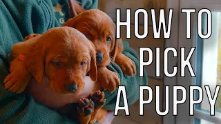 Complete Guide to Buying a Puppy