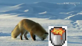 Fox jumps into lava but its irl