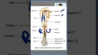 Anatomy Bones of upper limb