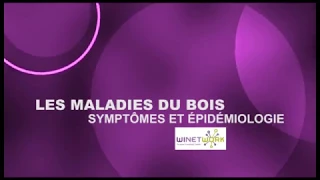 Les maladies du bois #1 - Symptômes et Épidémiologie