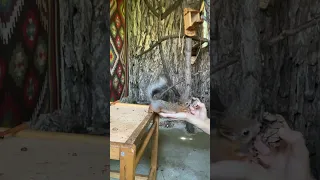 Как приручить белку🧡 #love #youtube #funny #animals #like