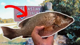 Fishing for Inshore Mangrove Snapper (Sebastian Inlet)