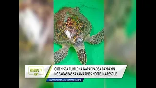 Regional TV News: Green sea turtle, napadpad