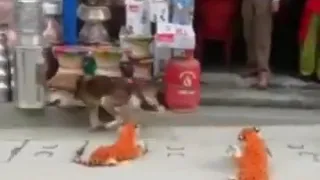 собака испугалась игрушечного тигра