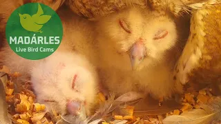 Tawny owl chick close-up