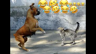 New Funniest Animals Video 2023🤣😂Funny Dogs and Cats Videos🤣#funny #animals #dog #viral #comedy