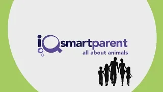 iQ Smartparent 605: All About Animals