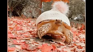 Fashionable turtle is anything but shy Videos World News l Trend Articles