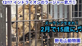 12/17 野毛山動物園 インドライオンのラージャー君♬①