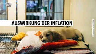 Immer mehr Tierheime kurz vor dem Aus | RON TV