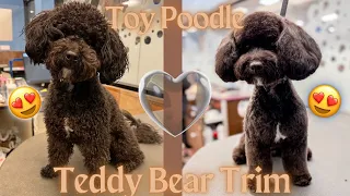 HOW TO | STEP BY STEP TEDDY BEAR CUT ON TOY POODLE