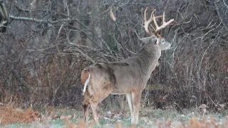 Rut Scraping and Rubbing