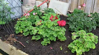 Chayoten Riesenmaies und Geranien im Garten