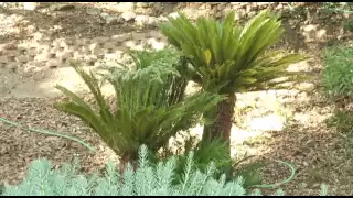 Transplanting a Cycad Palm - Prune Like a Pro