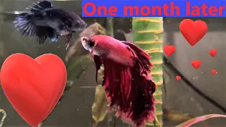 Male And Female Betta Still Living Together In Peace!