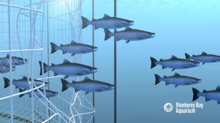 How Seafood is Farmed: Open Net Pens or Cages