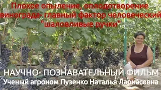 10. Плохое опыление винограда - человеческий фактор, ошибки виноградарей  Лекция Пузенко