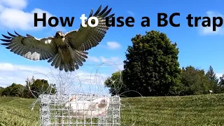 HOW TO USE A BAL-CHATRI TRAP FOR FALCONRY (BC TRAP) TO TRAP A RED TAILED HAWK FOR FALCONRY