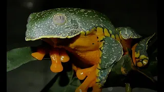 Самая причудливая квакша. Strange frog Cruziohyla craspedopus - Engl subt