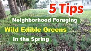 5 Tips for Foraging Wild Edible Weeds in Your Neighborhood in the Spring