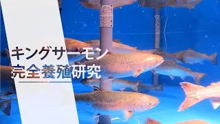 2023.3.23_「キングサーモン完全養殖研究」プレゼンテーション映像