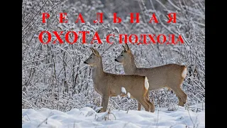 РЕАЛЬНАЯ ОХОТА С ПОДХОДА НА СИБИРСКУЮ КОСУЛЮ REAL HUNTING WITH AN APPROACH TO THE SIBERIAN ROE DEER